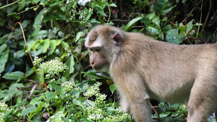 A monkey interacts with plants in a lush environment.