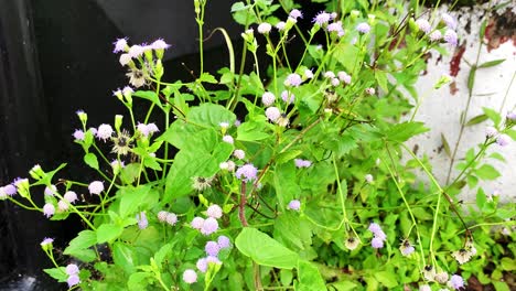 weeds growing in the yard