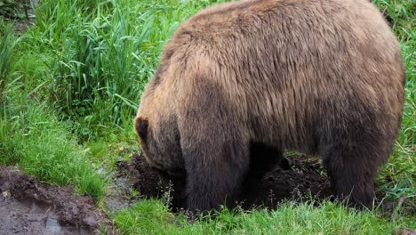 brown bear digging a hole, alaska