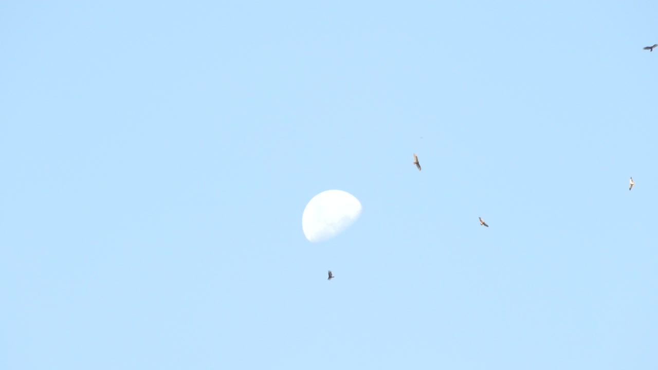 hermosa luna en pleno día mientras los pájaros vuelan alrededor