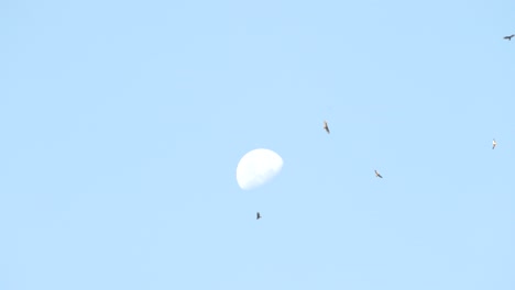 Schöner-Mond-Am-Helllichten-Tag,-Während-Vögel-Herumfliegen