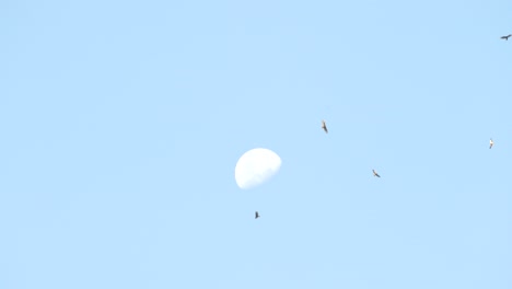 beautiful moon in broad daylight while birds flying around