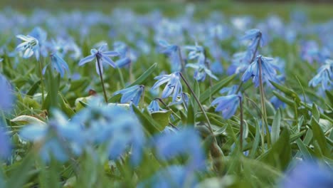 Blaue-Schneeglöckchen-Wackeln-Im-Starken-Wind