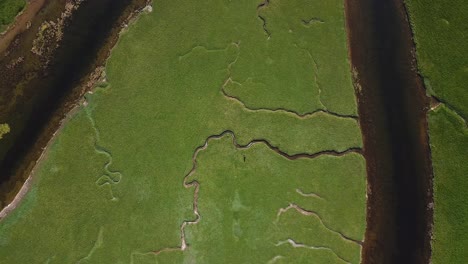 aerial: river estuary delta, tributary pattern