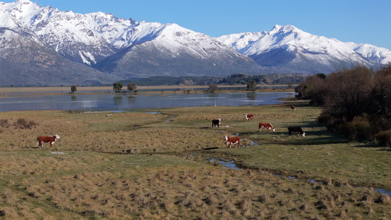 Tranquil rural scene with grazing cattle against of snow-capped peaks of Andes Mountains.