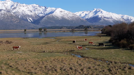Tranquil rural scene with grazing cattle against of snow-capped peaks of Andes Mountains.