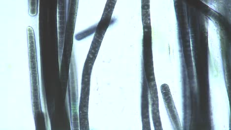 vista microscópica de algas verde azul phormidium 1
