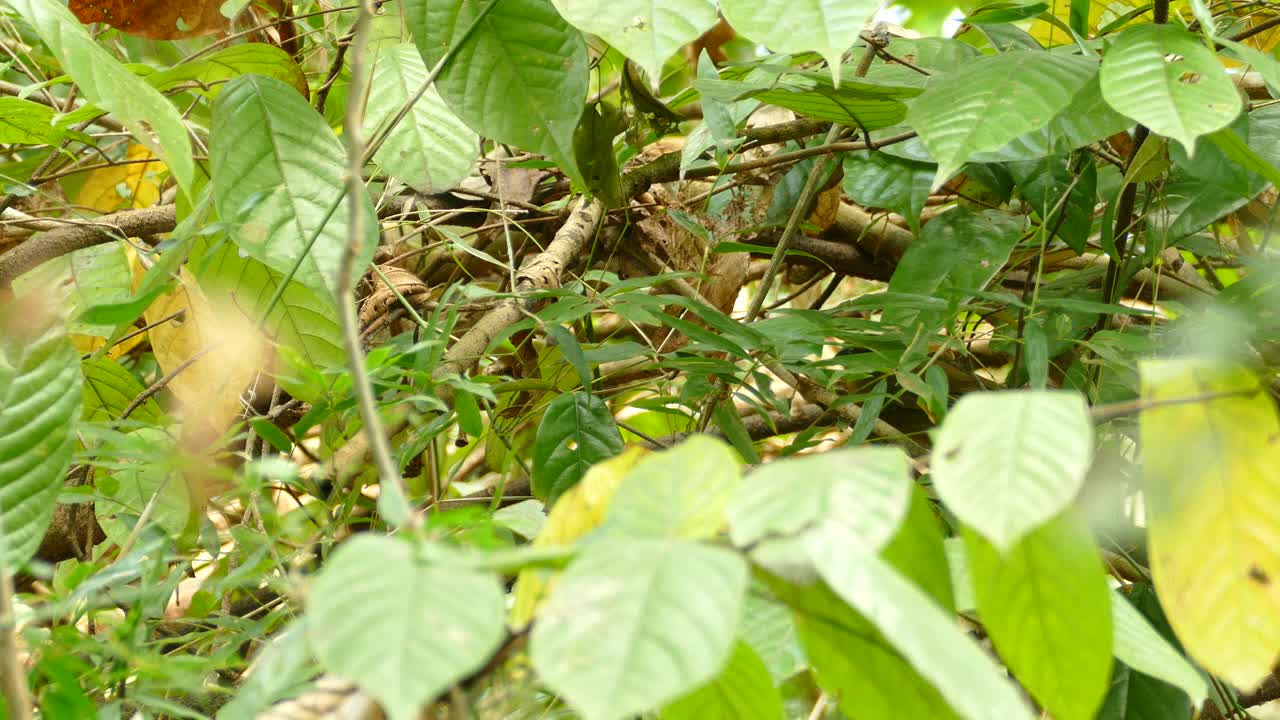 vista de un pájaro cazando y comiendo insectos de las hojas en un hermoso bosque soleado