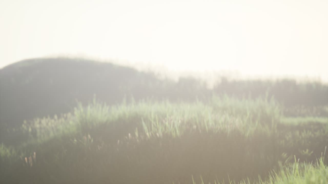 안개와 함께 이른 아침에 높은 잔디를 가진 초록색 필드