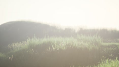 green field with tall grass in the early morning with fog