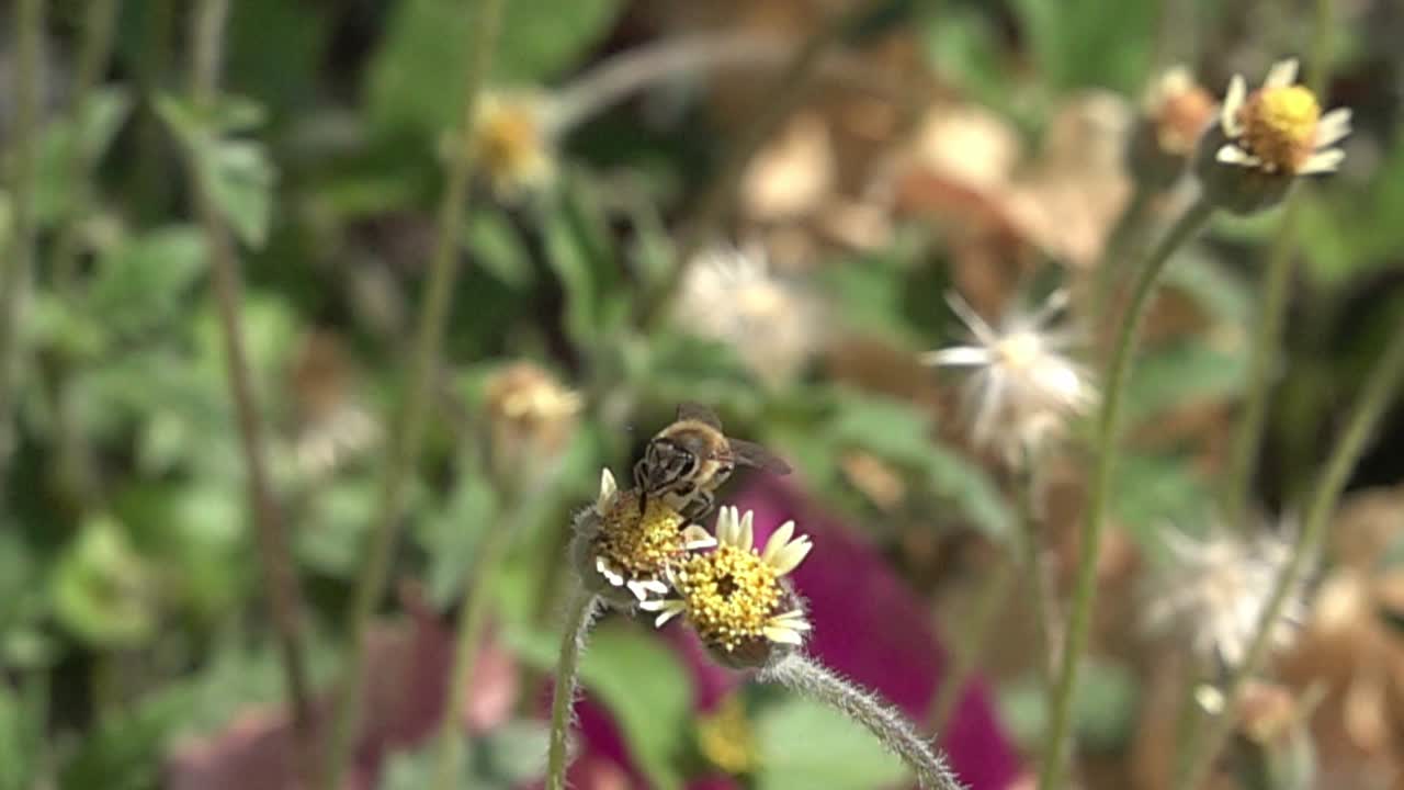 A honeybee in slow motion flying in the flowers