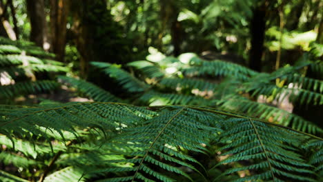 close up shot of waving fern plants in national park of karewau,new zeland - bokeh effect og deep forest in background