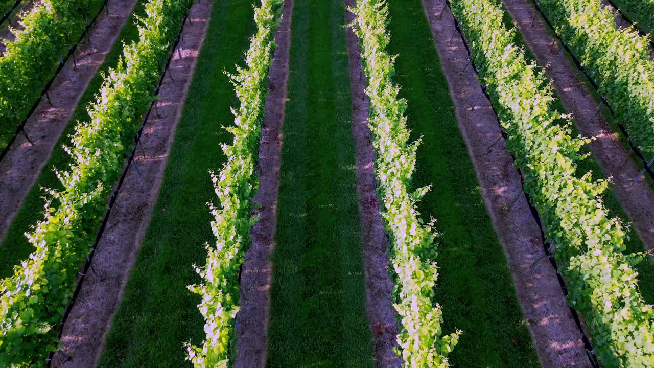 rows of grape vines at vineyard in yadkin county nc