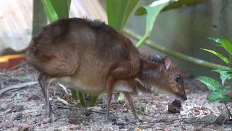 cute and curious pregnant mother lesser mouse-deer, tragulus kanchil, sniffing and foraging on the ground at langkawi wildlife park, malaysia, close up handheld motion shot