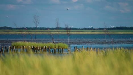 the tranquil landscape of coastal denmark on a sunny summer day