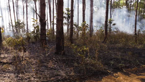 humo de fuego controlado en el bosque con camino de grava estrecho en el paisaje montañoso