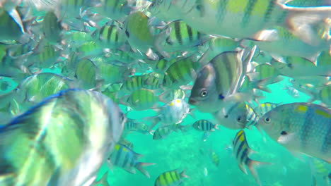 Una-Bandada-De-Peces-Tropicales-De-Rayas-Amarillas-Flotando-Mientras-Bucean