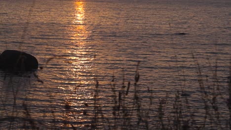 sunset or sun setting in suurupi beach with yellow and orange colors and reflections on ocean sea water in slow motion while waves and ripples are small