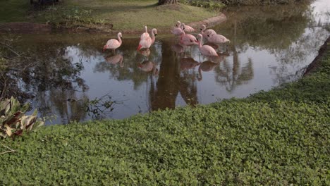 Grupo-De-Flamencos-En-Un-Estanque-En-El-Zoológico,-ángulo-Alto