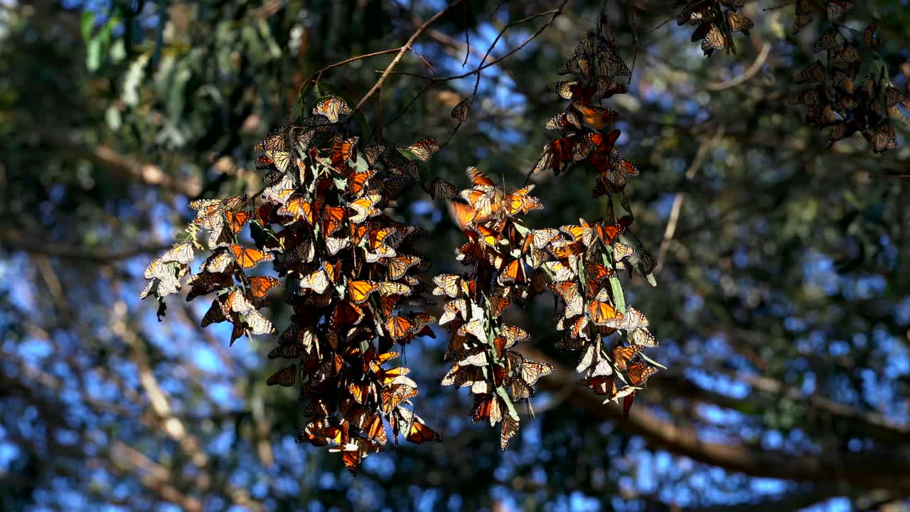 бабочки-монархи, собравшиеся на кипарисе у побережья северной калифорнии