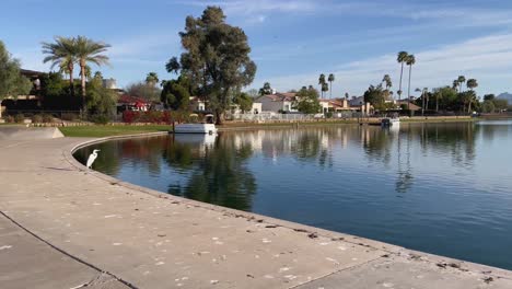 a heron perched along the edge of an urban pond lower and raises its neck