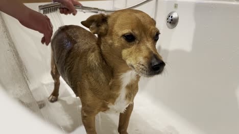 lindo perro jack russel marrón siendo lavado por una joven adolescente, perro bañándose después de dar un largo y fangoso paseo por el campo