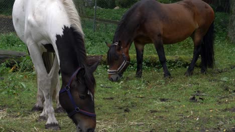 two domesticated horses grazing, one black and white, the other brown