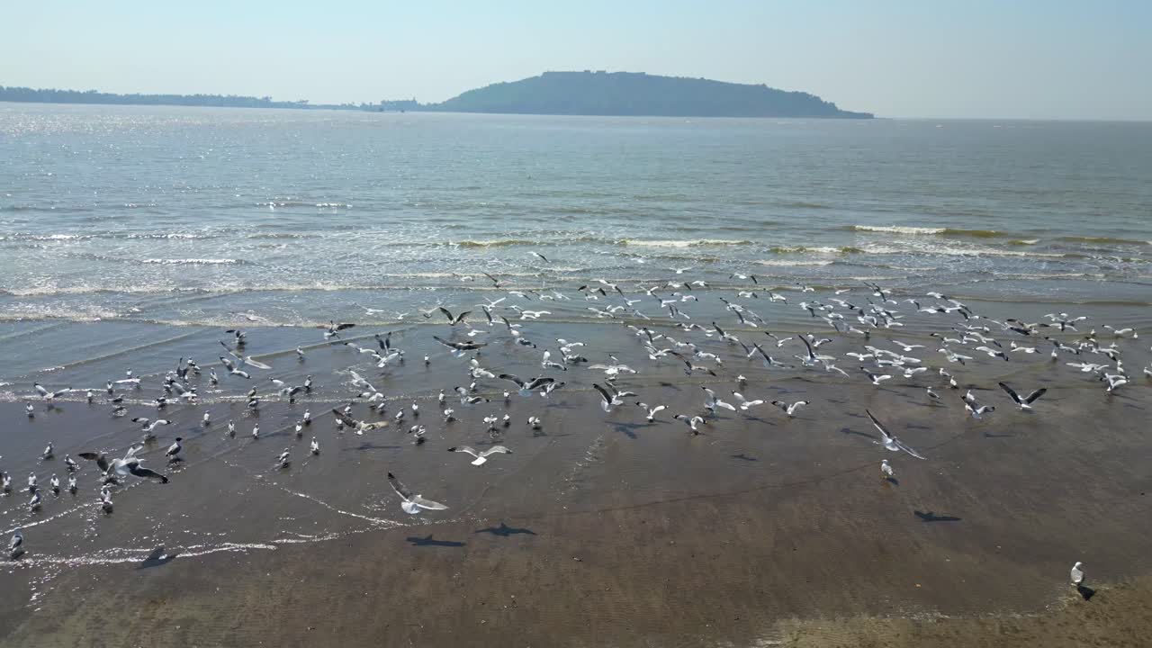 넓은 시야로 뒤로 움직이는 강 무인 항공기에서 날아 다니는 새들