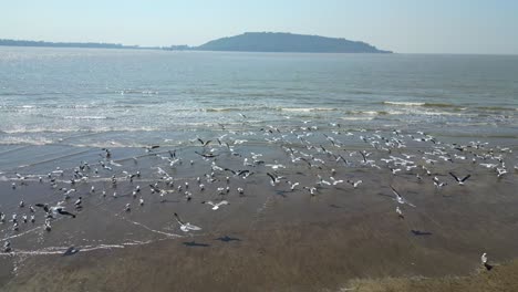 birds flying in a river drone moving back wide view