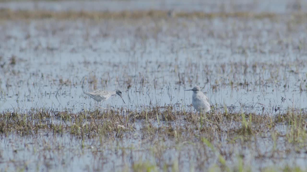 Common greenshank feeding in wetlands flooded meadow during spring migration