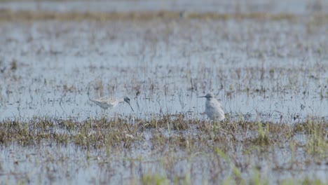 Common-greenshank-feeding-in-wetlands-flooded-meadow-during-spring-migration