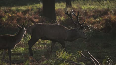 tracking profile shot of walking stag golden hour