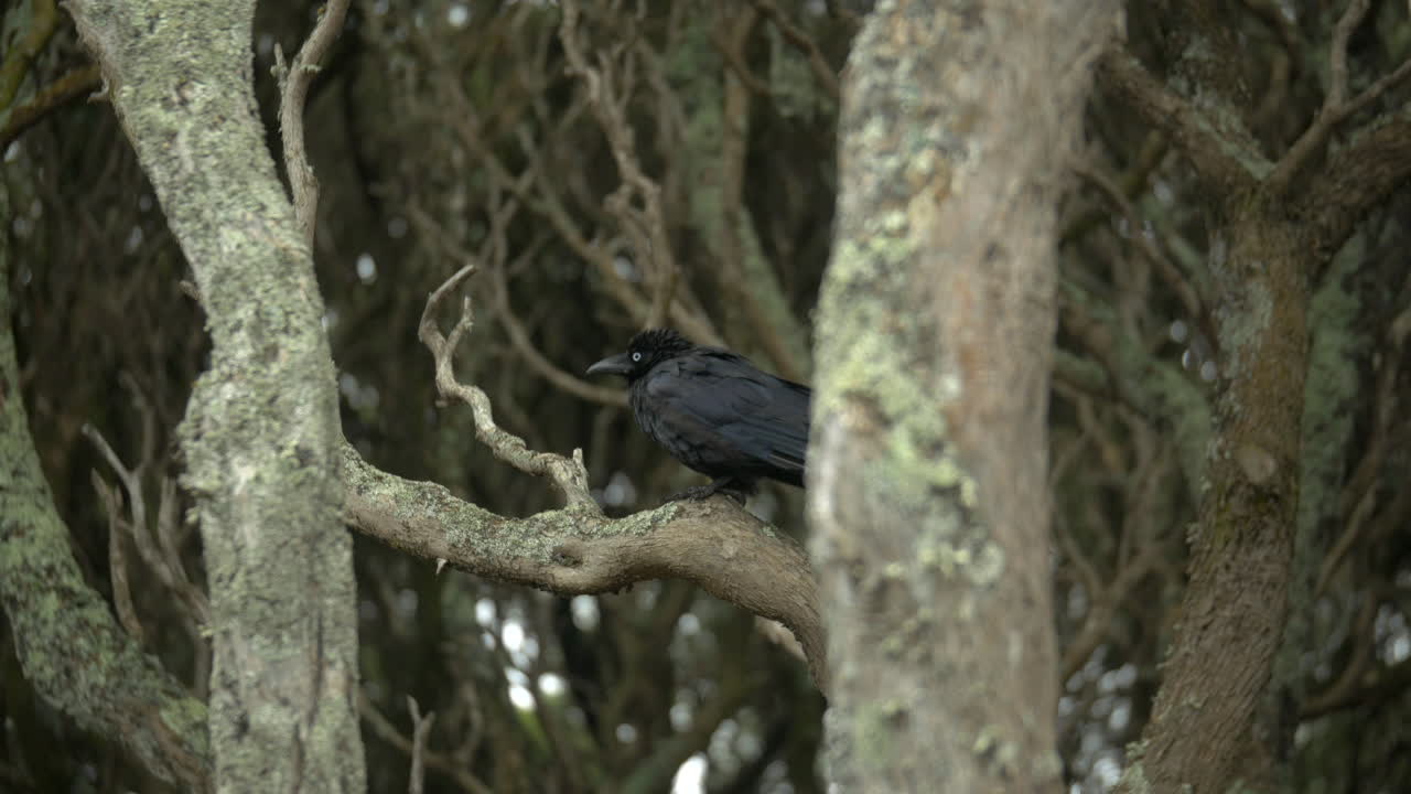 cuervo sentado en un árbol moonah entonces toma vuelo