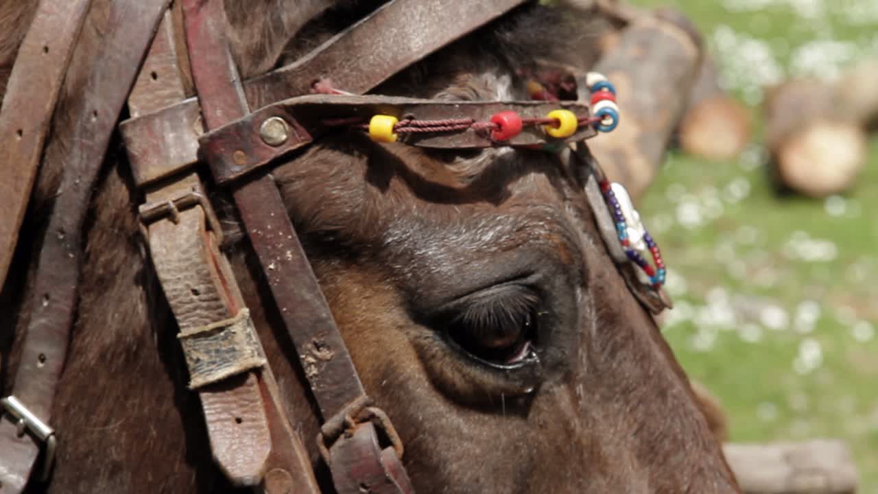 primer plano de un caballo parpadeando mientras usa adornos tradicionales de la isla de samos, grecia