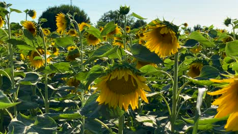 flowering sunflowers and a field