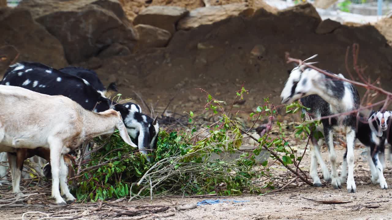 신선한 잎사귀를 먹는 다양한 연령대의 염소 무리 또는 여행