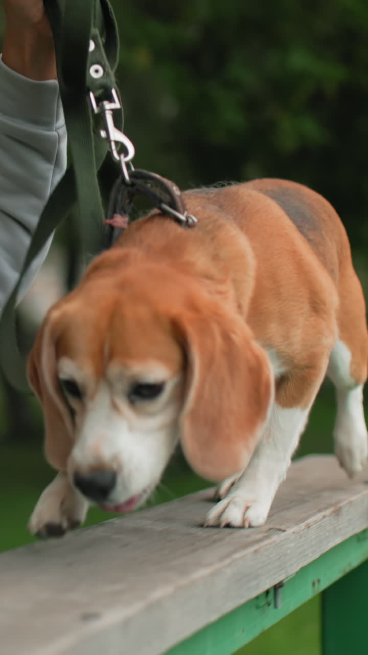 Beagle che sale su una rampa di legno al guinzaglio, primi piani che mostrano la lingua che guizza, le zampe caute, lo sguardo concentrato, l'esplorazione olfattiva, il movimento costante lungo le assi, il verde del parco sfocato sullo sfondo