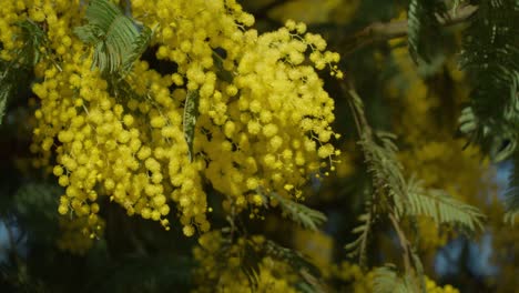 natural floral background of spring flowers