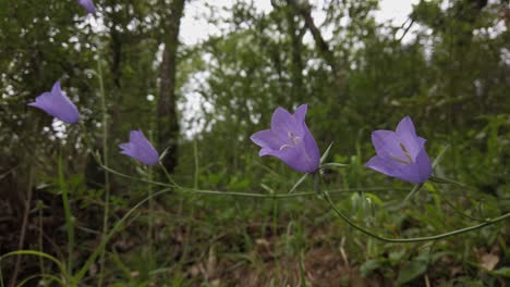 cuatro hermosas campanillas púrpuras creciendo en una fila en el bosque de cataluña