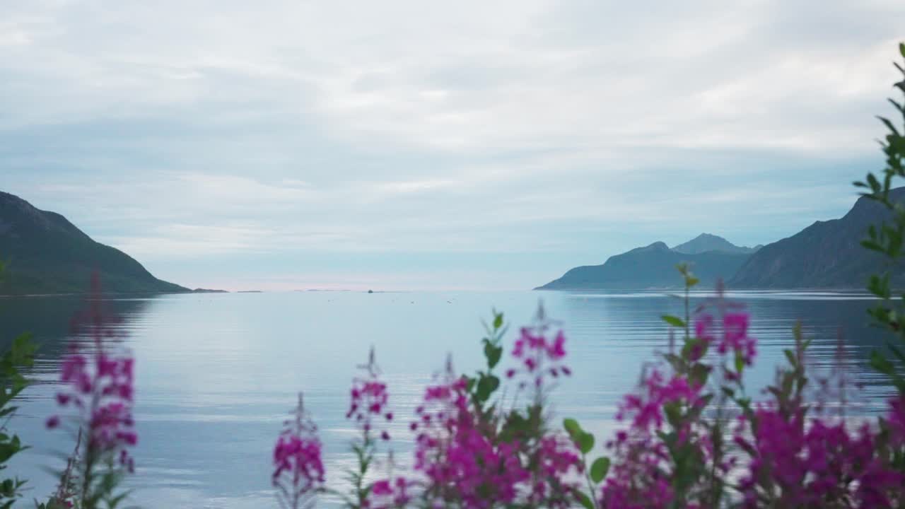 노르웨이 의 시포르드 에 있는 아름다운 분홍색 야생 꽃 과 배경 에 있는 피오르드 와 섬