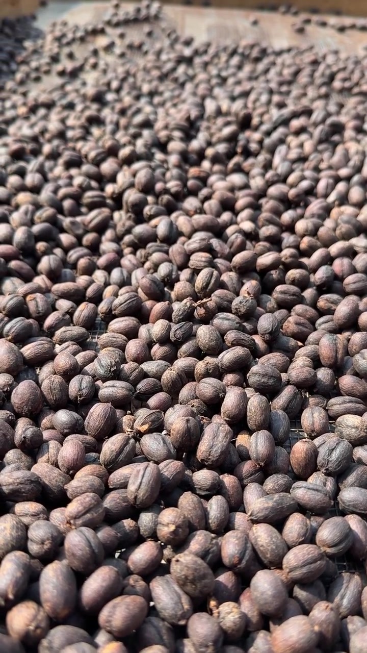 Sun Drying Organic Coffee Beans on Wooden Drying Racks