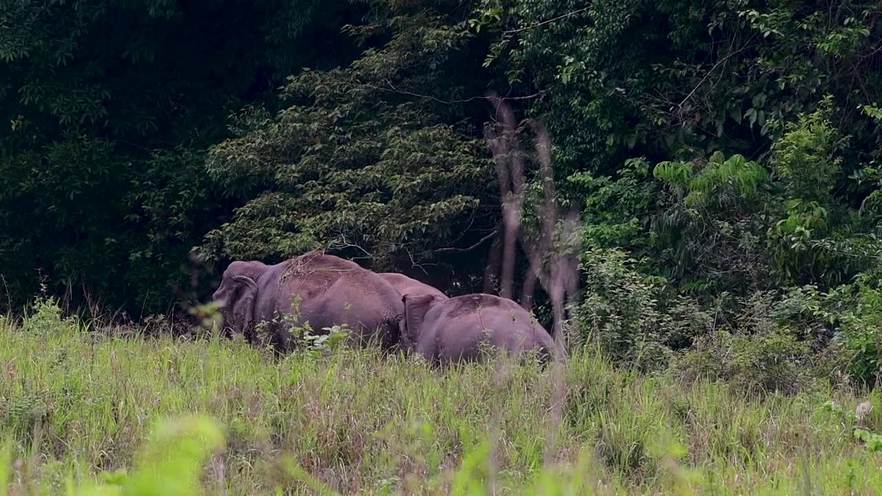 los elefantes asiáticos son especies en peligro de extinción y también son residentes de tailandia