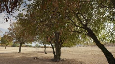 árboles de huerto en una granja - toma amplia