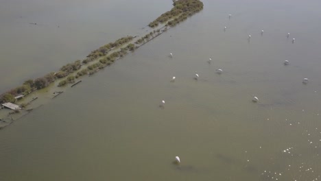 aéreo, dron disparado siguiendo flamencos, en aguas poco profundas, día soleado, en montijo, portugal