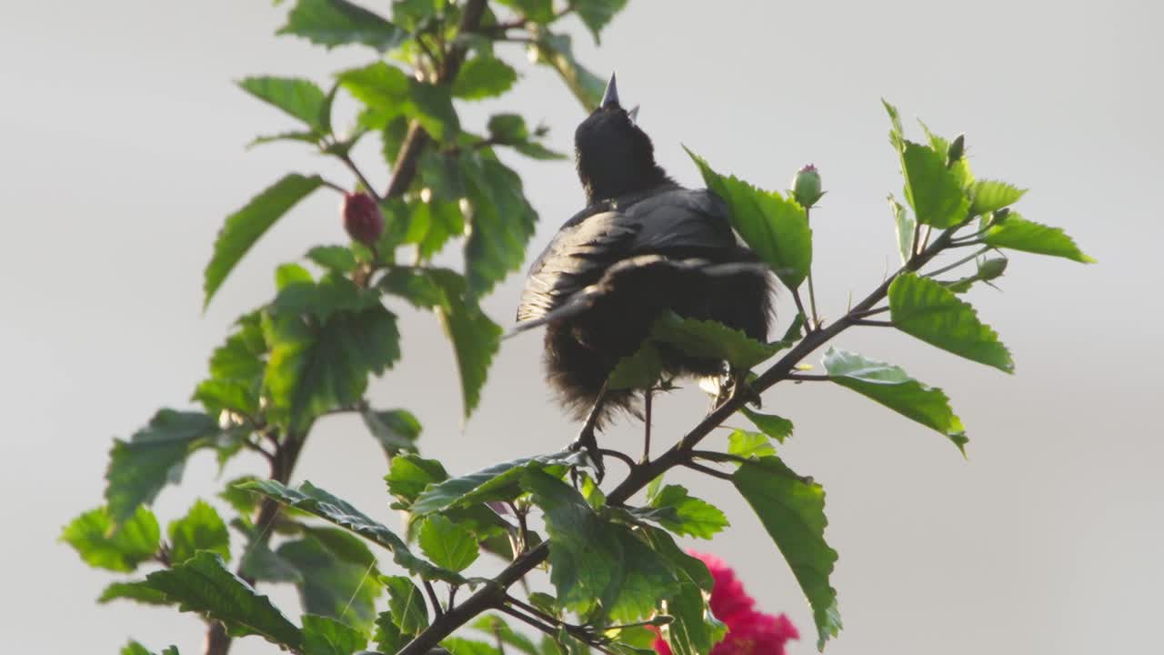 Bird perched on branch with foliage in the background, captured in natural lighting