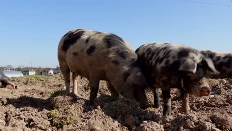 low angle close up of pig family grazing in soil during beautiful sunny day and blue sky