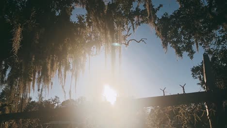 sunlight filtering through spanish moss and trees