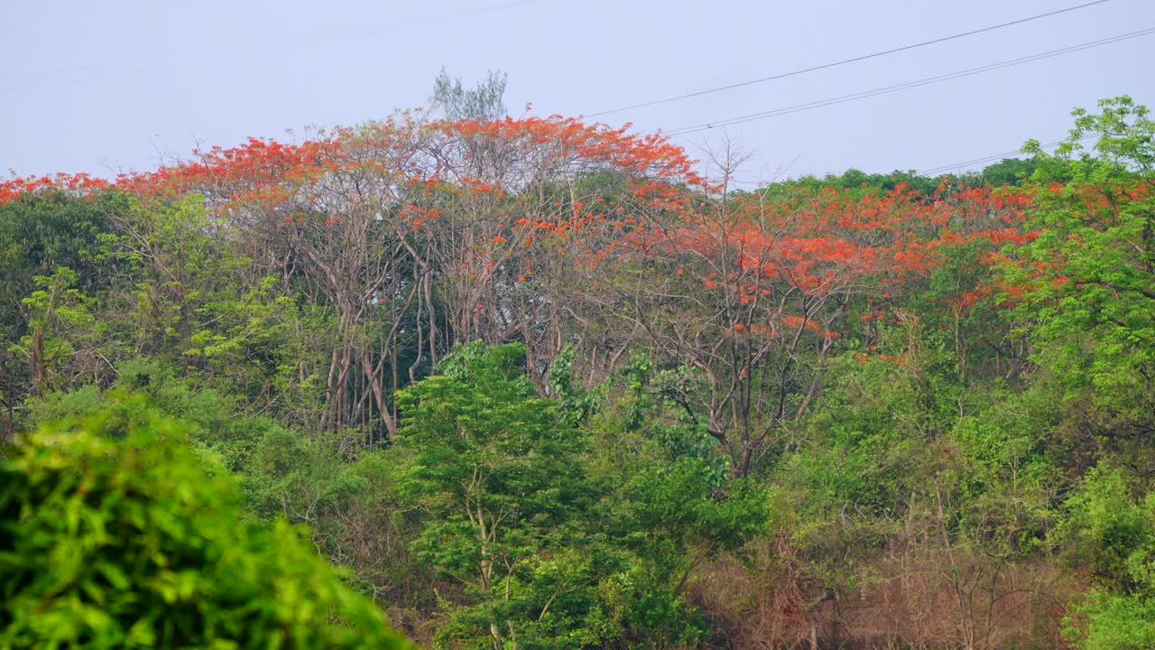 árbol de flor de naranja en el bosque verde vista de avión no tripulado