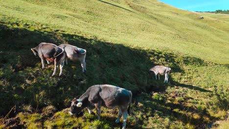 cows-graze-on-the-mountains-in-the-alps-while-sunset