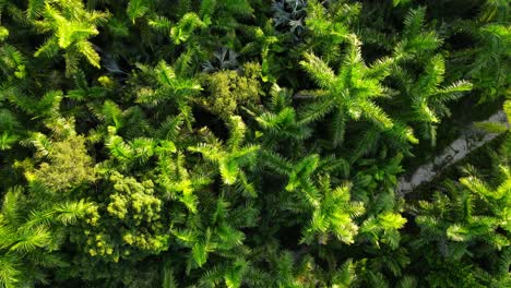 Camera-facing-down-many-palm-threes-seen-from-an-aerial-view,-tropical-vibes,-texture,-nature